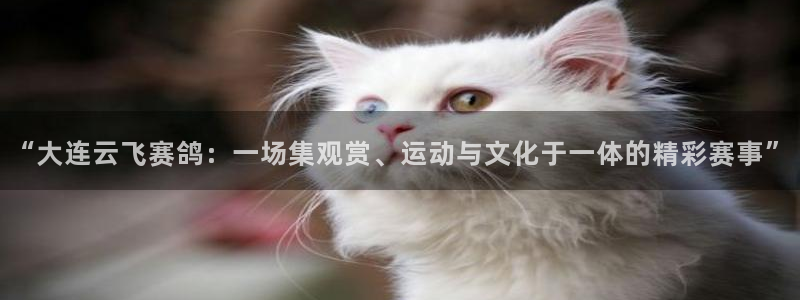 飞速直播体育在线观看：“大连云飞赛鸽：一场集观赏、运动与文化于一体的精彩赛事”